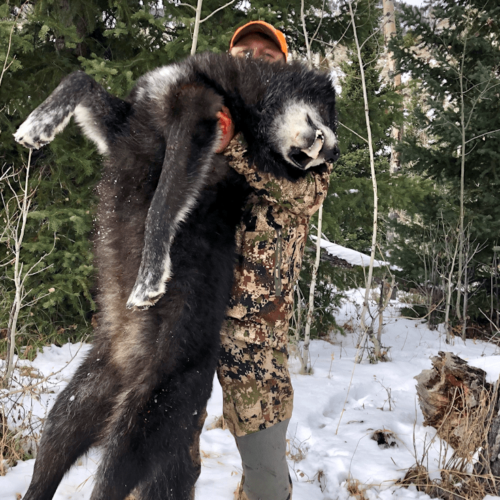 Wyoming Wolf Hunts