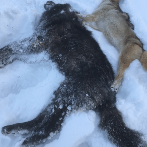 Wyoming Wolf Hunting Guide