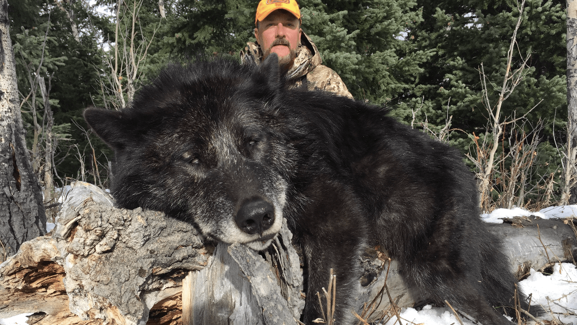 Wyoming Hunting Outfitters For Wolf