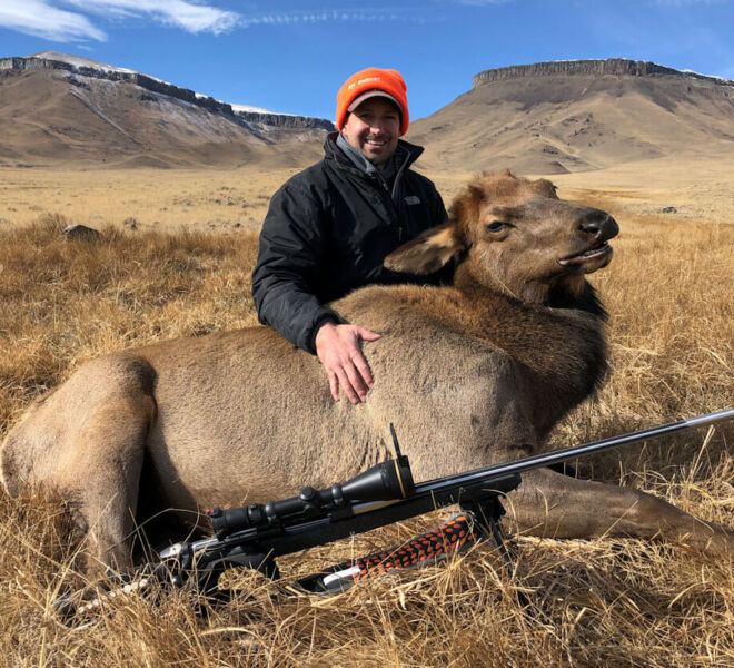 Cow Elk Hunting In Wyoming
