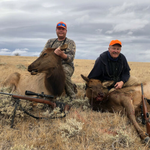 Cow Elk Hunting In Wyoming