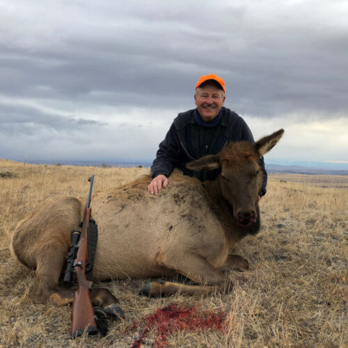 Cow Elk Rifle Hunts Wyoming