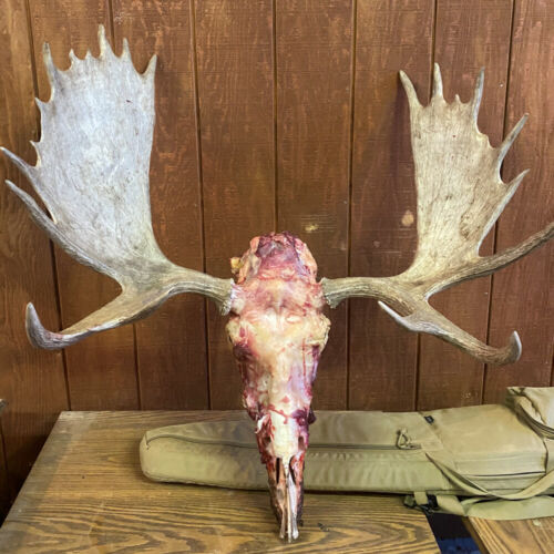 Wyoming Moose Elk Hunts