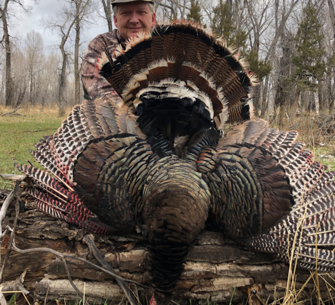 Wyoming Spring Turkey Hunts
