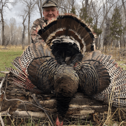 Wyoming Spring Turkey Hunts