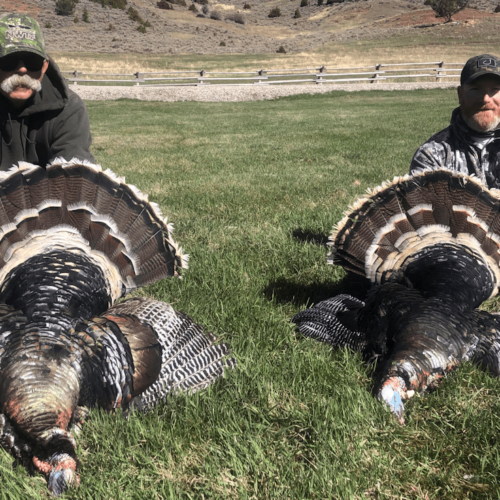 Turkey Hunting Wyoming