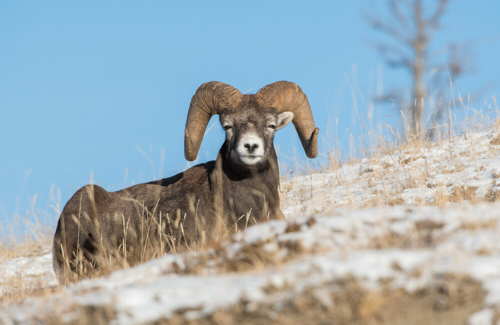 Big Horn Sheep Outfitters in Wyoming