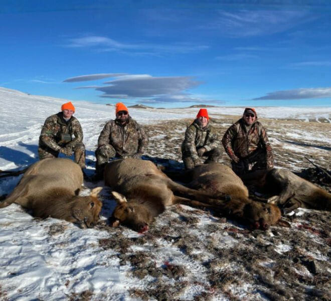 Hunters With Cow Elk They Harvested In Wyoming