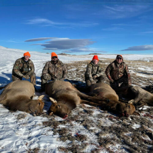 Hunters With Cow Elk They Harvested In Wyoming