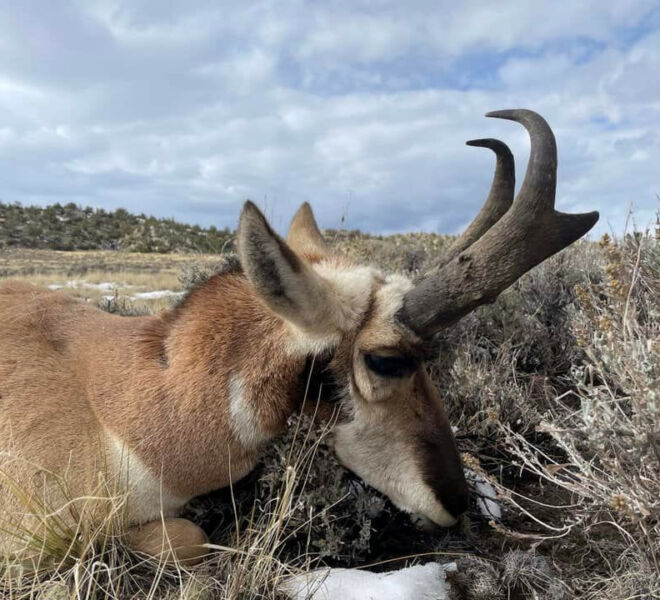 Pronghorn Rifle Hunts in Wyoming
