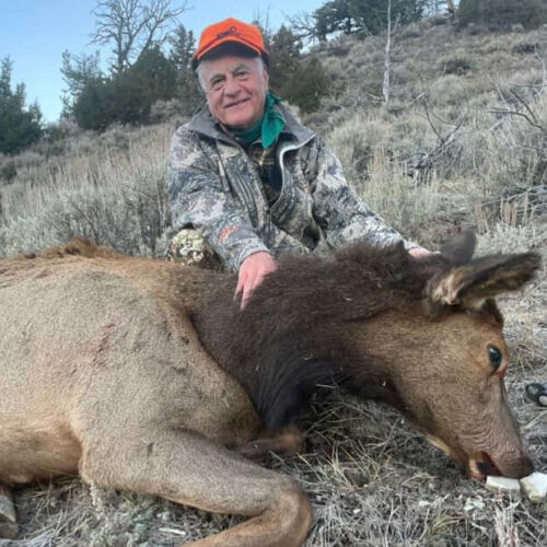 Cow Elk Hunts With Rifle in Wyoming