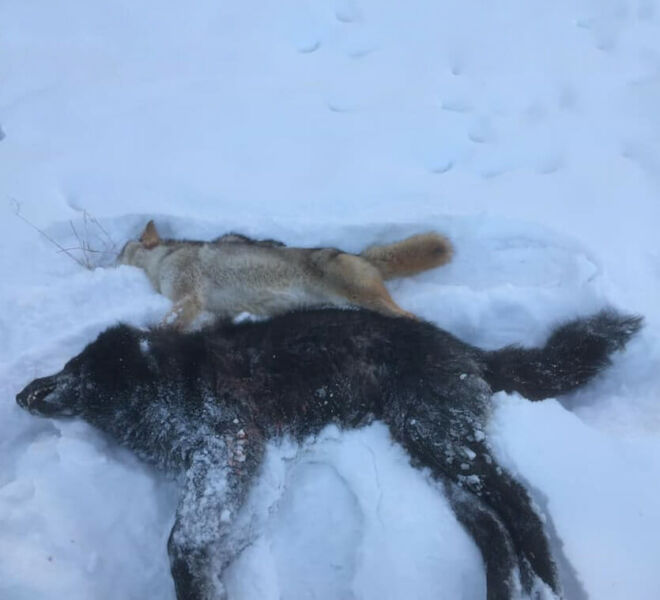 Wyoming Wolf Hunting Guides