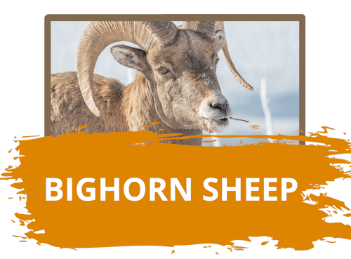 Bighorn Sheep Hunts in Wyoming