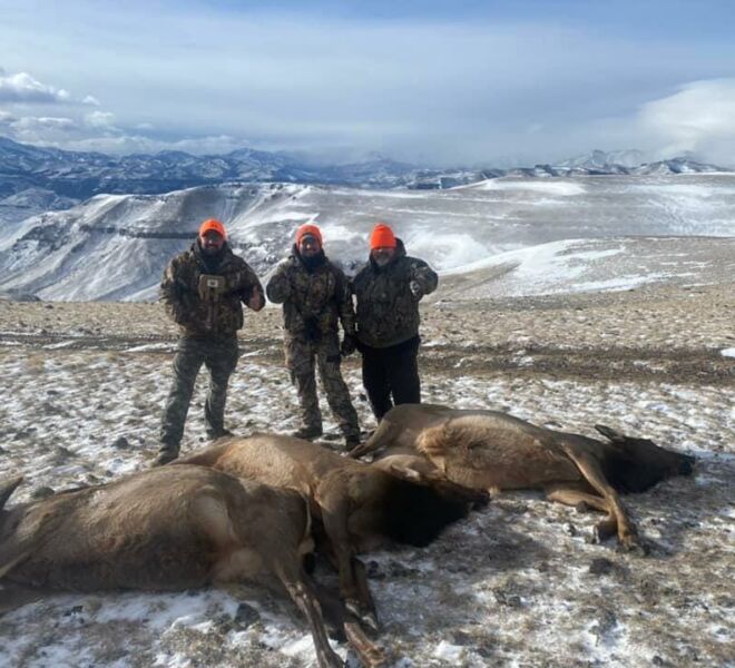 Cow Elk Harvested During Wyoming Rifle Season