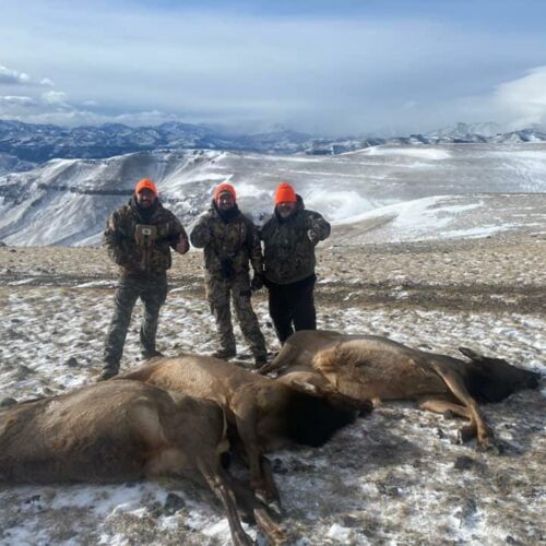 Cow Elk Harvested During Wyoming Rifle Season