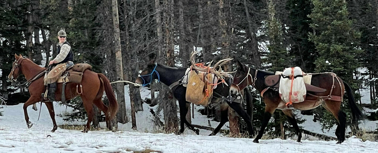 Packing out a hunters elk on horse back.