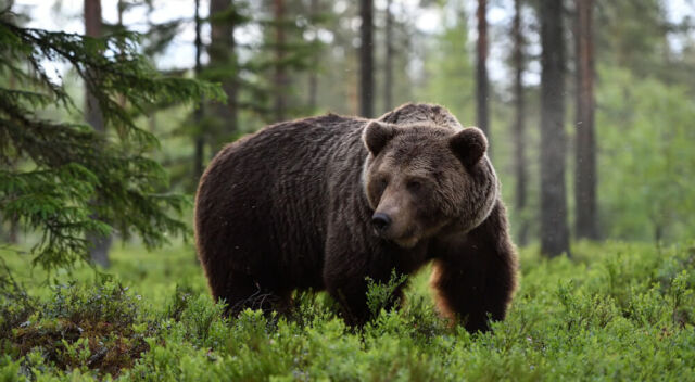 Hunting Safely In Grizzly Country